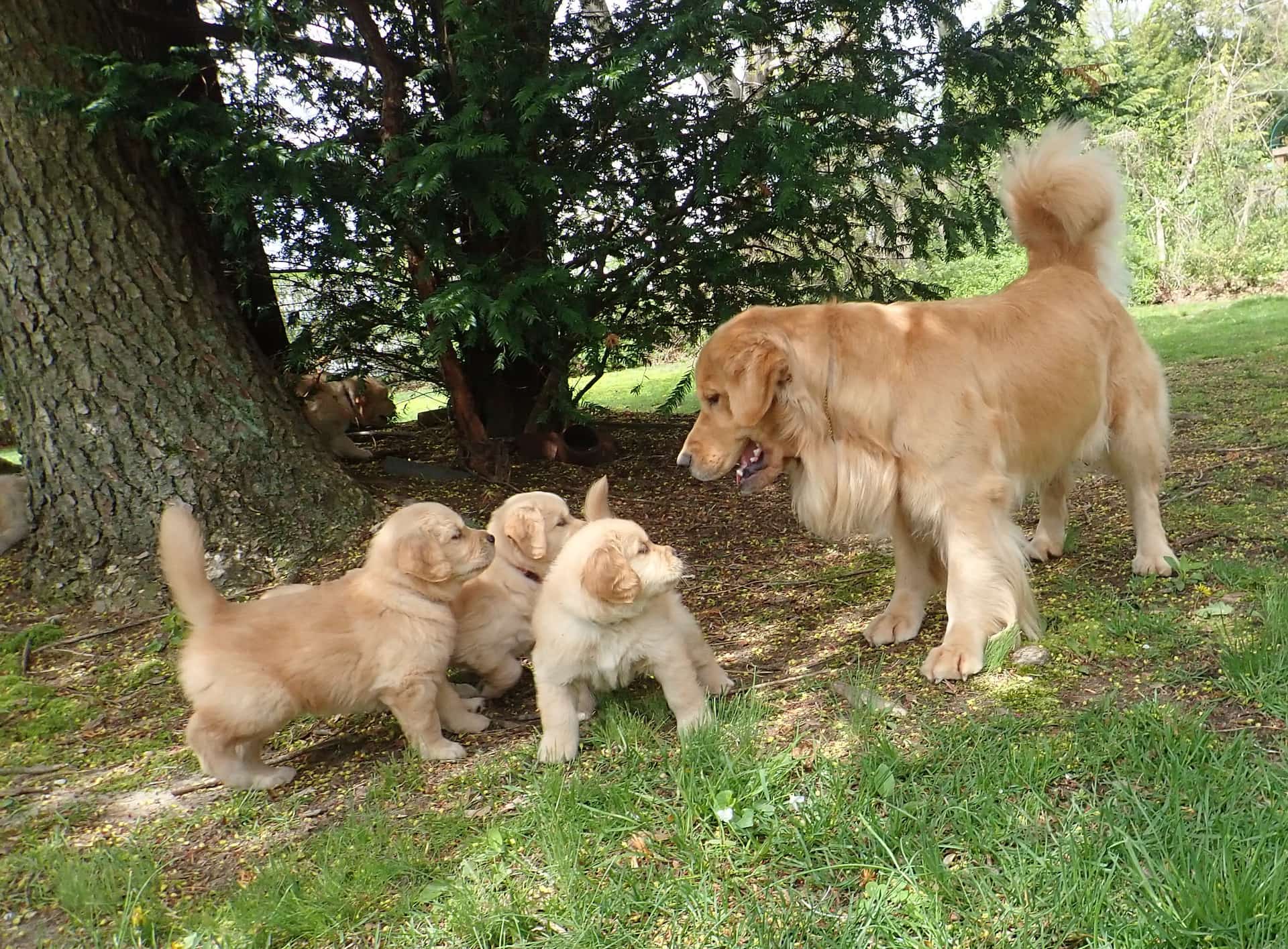 Hundemama beruhigt ihre Kleinen