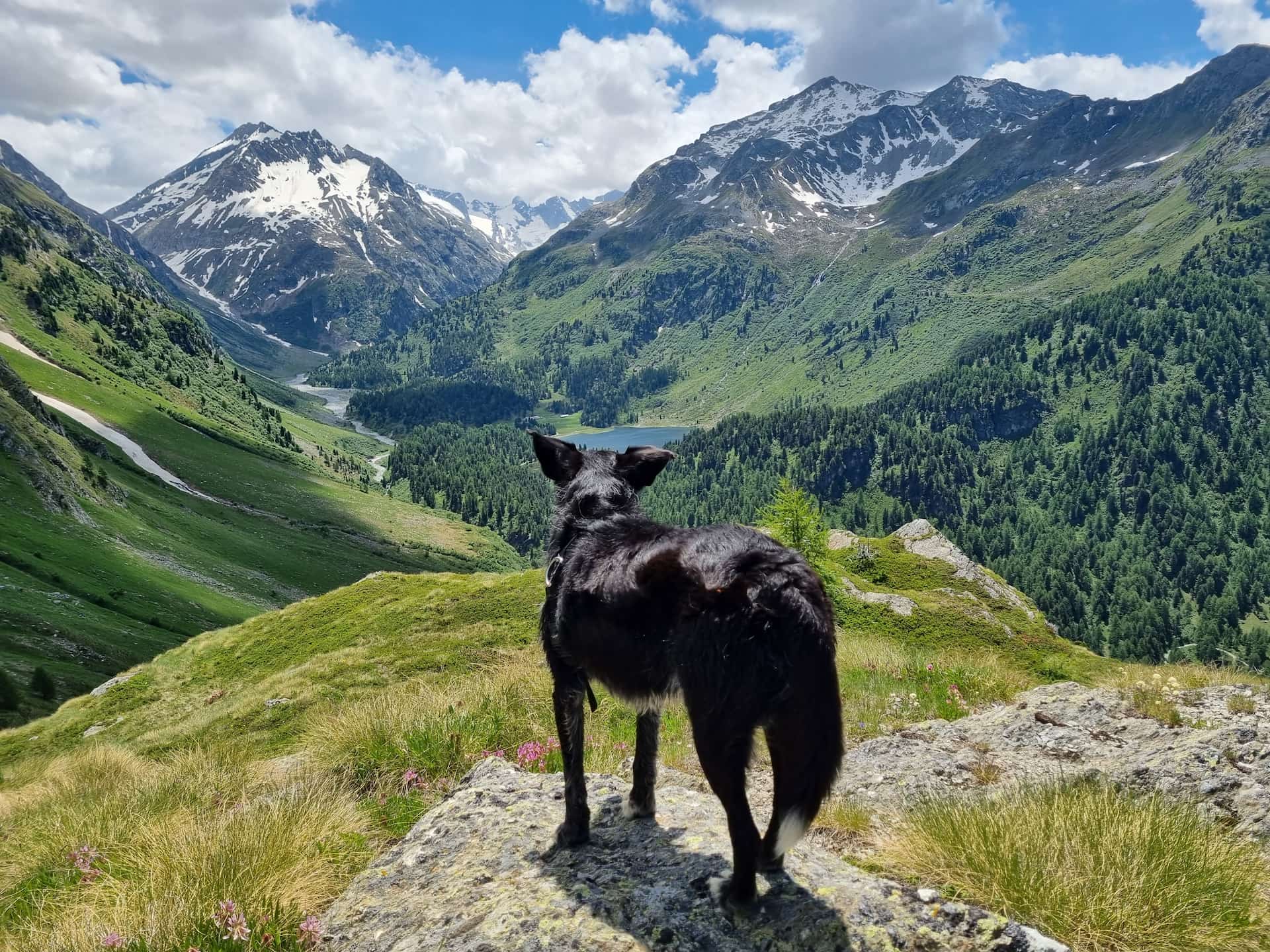 Hund schaut in Ruhe in die Weite