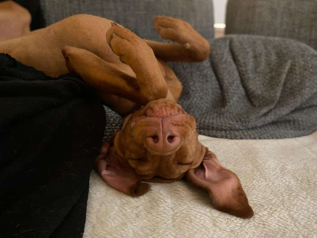 Wieso es sinnvoll sein kann, Hunde in die Ruhe zu führen