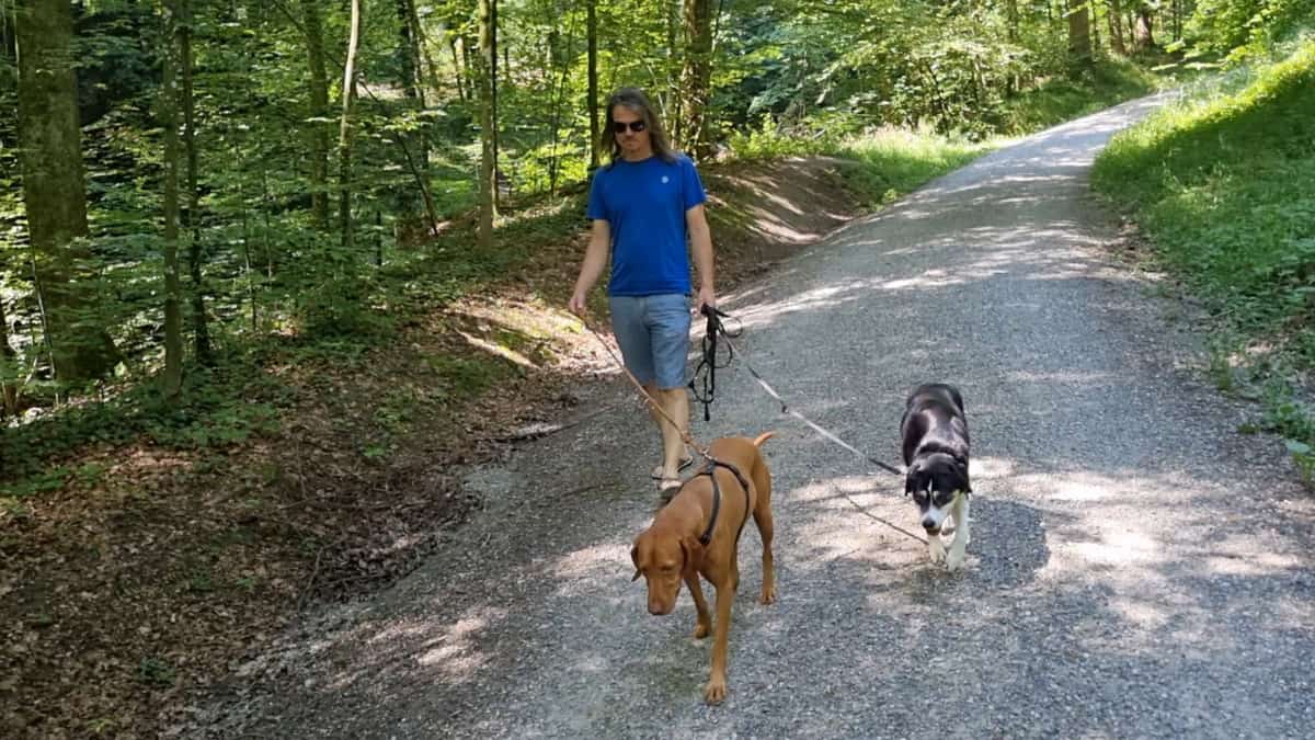 Sommer Hunde Spaziergang