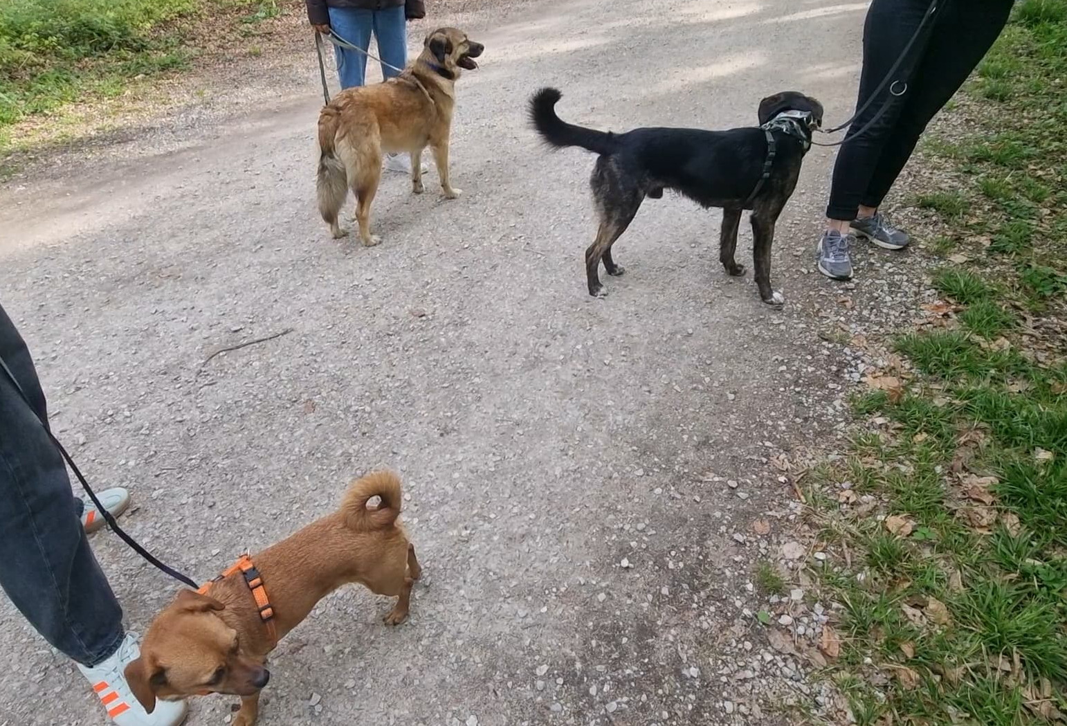 Zwei Hunde entspannt schlafend